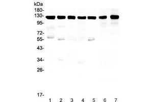 Western Blotting (WB) image for anti-Amyloid beta (A4) Precursor Protein (APP) (C-Term) antibody (ABIN3029934)