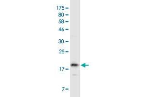Western Blotting (WB) image for anti-Tumor Necrosis Factor Receptor Superfamily, Member 13B (TNFRSF13B) (AA 2-165) antibody (ABIN2752518)