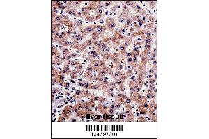 SHMT1 Antibody immunohistochemistry analysis in formalin fixed and paraffin embedded human liver tissue followed by peroxidase conjugation of the secondary antibody and DAB staining. (SHMT1 Antikörper  (N-Term))