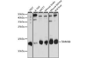Western blot analysis of extracts of various cell lines, using TIMM8B antibody (ABIN7270928) at 1:1000 dilution.