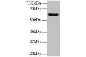 Western blot All lanes: RPL15 antibody at 2 μg/mL + 293T whole cell lysate Secondary Goat polyclonal to rabbit IgG at 1/15000 dilution Predicted band size: 25, 17 kDa Observed band size: 70 kDa (RPL15 Antikörper  (AA 2-204))