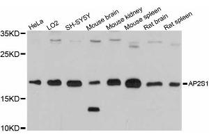 Western blot analysis of extracts of various cell lines, using AP2S1 antibody (ABIN6291767) at 1:3000 dilution. (AP2S1 Antikörper)
