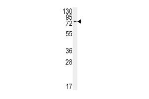 Western blot analysis of anti-BR1A Antibody (N-term K36) (ABIN388734 and ABIN2838943) in 293 cell line lysates (35 μg/lane). (BMPR1A Antikörper  (N-Term))