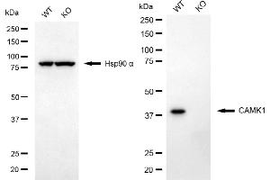 Western blotting analysis using CAMK1 antibody (ABIN7797831). (Rekombinanter CAMK1 Antikörper)