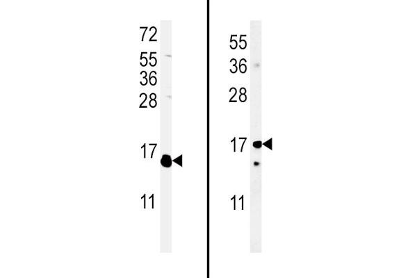 IL-4 Antikörper  (C-Term)