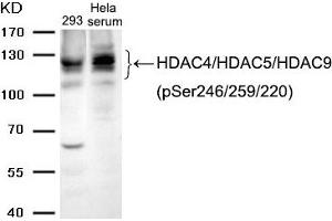 Western blot analysis of extracts from 293 cells and Hela cells treated with serum using HDAC4/HDAC5/HDAC9 (phospho-Ser246/259/220) Antibody. (HDAC4/HDAC5/HDAC9 Antikörper  (pSer220, pSer246, pSer259))