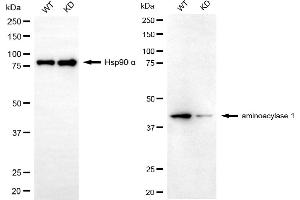 Western blotting analysis using aminoacylase 1 antibody (ABIN7797588). (Aminoacylase 1 Antikörper)