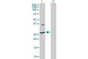 Western Blot analysis of MTHFD2 expression in transfected 293T cell line by MTHFD2 MaxPab polyclonal antibody. (MTHFD2 Antikörper  (AA 1-248))
