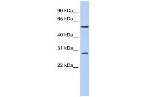 PRRC1 antibody used at 1 ug/ml to detect target protein. (PRRC1 Antikörper  (Middle Region))