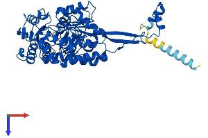 ALDH3A2 Protein (AA 1-485) (His tag)