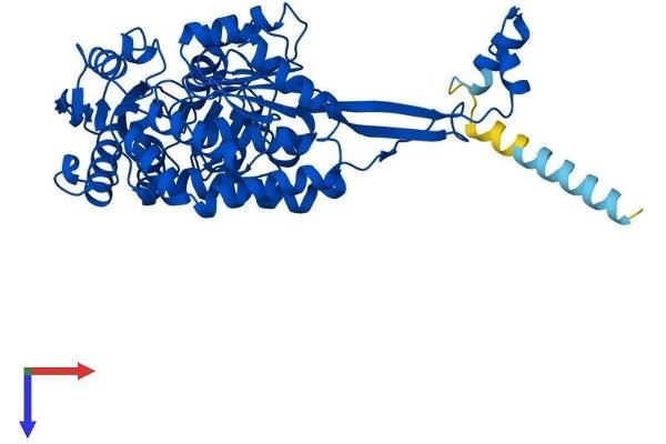 ALDH3A2 Protein (AA 1-485) (His tag)