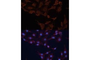 Immunofluorescence (IF) image for anti-3-Hydroxy-3-Methylglutaryl-CoA Synthase 1 (Soluble) (HMGCS1) (AA 241-520) antibody (ABIN1680300)