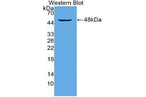 Western Blotting (WB) image for anti-CD28 (CD28) (AA 33-174) antibody (ABIN3208171) (CD28 Antikörper  (AA 33-174))