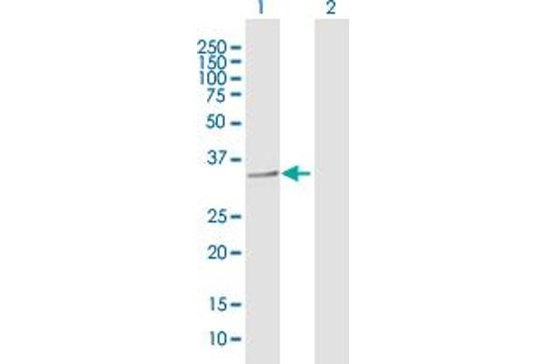 PRSS21 Antikörper  (AA 1-314)