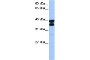 Western Blotting (WB) image for anti-Solute Carrier Family 25 (Mitochondrial Carrier, Adenine Nucleotide Translocator), Member 31 (SLC25A31) antibody (ABIN2463612) (SLC25A31 Antikörper)