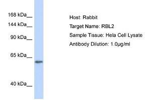 Host: Rabbit Target Name: RBL2 Sample Type: Hela Whole Cell lysates Antibody Dilution: 1. (p130 Antikörper  (C-Term))