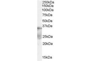 Image no. 1 for anti-Deleted in Azoospermia-Like (DAZL) (Internal Region) antibody (ABIN374590) (DAZL Antikörper  (Internal Region))