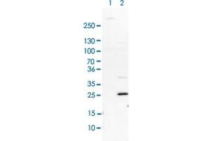 Western blot analysis of Lane 1: NIH-3T3 cell lysate (Mouse embryonic fibroblast cells) Lane 2: NBT-II cell lysate (Rat Wistar bladder tumour cells) with FHL1 polyclonal antibody  at 1:100-1:250 dilution. (FHL1 Antikörper)