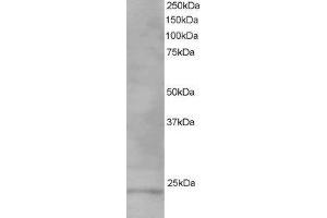 ABIN2560743 staining (1µg/ml) of Human Testis lysate (RIPA buffer, 35µg total protein per lane). (VPS28 Antikörper  (C-Term))