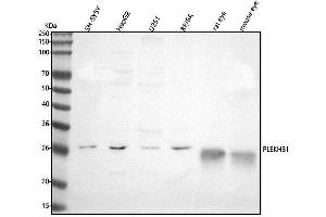 anti-Pleckstrin Homology Domain Containing, Family B (Evectins) Member 1 (PLEKHB1) (AA 82-214) antibody