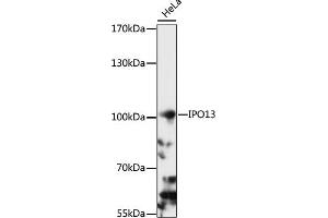 Western blot analysis of extracts of HeLa cells, using IPO13 antibody (ABIN7267855) at 1:1000 dilution. (IPO13 Antikörper  (AA 764-963))