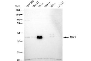 Western blotting analysis using PDX1 antibody (ABIN7799731). (Rekombinanter PDX1 Antikörper)
