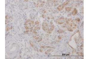 Immunoperoxidase of purified MaxPab antibody to LCN2 on formalin-fixed paraffin-embedded human pancreas. (Lipocalin 2 Antikörper  (AA 1-198))