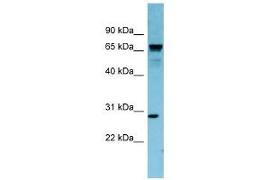 RASL12 antibody used at 1 ug/ml to detect target protein.