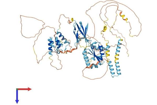 BANK1 Protein (AA 1-783) (His tag)