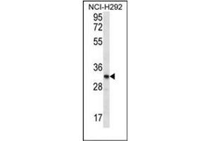 Western blot analysis of OR51L1 Antibody (N-term) in NCI-H292 cell line lysates (35ug/lane). (OR51L1 Antikörper  (N-Term))