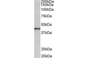 AP31958PU-N CCNDBP1 antibody staining of Human Placenta lysate at 0.
