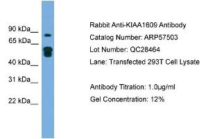 WB Suggested Anti-KIAA1609  Antibody Titration: 0. (KIAA1609 Antikörper  (N-Term))