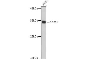 Western blot analysis of extracts of 293T cells, using GGPS1 antibody (ABIN7267376) at 1:1000 dilution. (GGPS1 Antikörper  (AA 1-300))