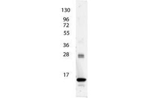 Image no. 1 for anti-Interleukin 3 (IL-3) antibody (ABIN1102488) (IL-3 Antikörper)
