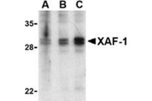 Western blot analysis of XAF-1 in human spleen lysate with AP30989PU-N (IN) at 1 (lane A), 2 (lane B), and 4 (lane C) μg/ml, respectively. (XAF1 Antikörper  (Middle Region))