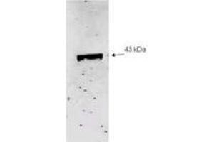 Image no. 2 for anti-Sialidase 2 (Cytosolic Sialidase) (NEU2) (AA 110-124) antibody (ABIN303817) (NEU2 Antikörper  (AA 110-124))