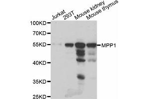 Western blot analysis of extracts of various cell lines, using MPP1 antibody (ABIN5973720) at 1/1000 dilution. (MPP1 Antikörper)