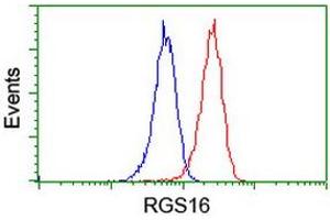 Image no. 2 for anti-Regulator of G-Protein Signaling 16 (RGS16) antibody (ABIN1500688)