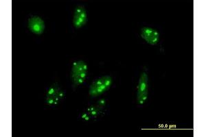 Immunofluorescence of purified MaxPab antibody to C1orf87 on HeLa cell. (C1orf87 Antikörper  (AA 1-546))
