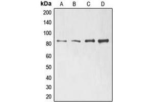 Western blot analysis of ELMO1 expression in Jurkat (A), H1299 (B), HeLa (C), HL60 (D) whole cell lysates. (ELMO1 Antikörper  (N-Term))