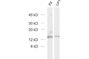 Western Blotting (WB) image for anti-Cornichon Homolog 3 (CNIH3) (AA 128-140), (Isoform 1) antibody (ABIN1742511)