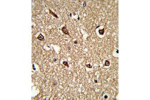 Formalin-fixed and paraffin-embedded human brain tissue reacted with HLA-DRB1 Antibody (N-term), which was peroxidase-conjugated to the secondary antibody, followed by DAB staining. (HLA-DRB1 Antikörper  (AA 30-58))