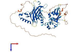 TFCP2 Protein (AA 1-502) (His tag)
