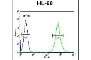S35E2 Antibody (N-term) (ABIN654754 and ABIN2844438) flow cytometric analysis of HL-60 cells (right histogram) compared to a negative control cell (left histogram). (SLC35E2 Antikörper  (N-Term))