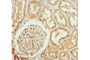 Immunohistochemistry of paraffin-embedded human kidney tissue using ABIN7161805 at dilution of 1:100 (PPP1R8 Antikörper  (AA 1-209))