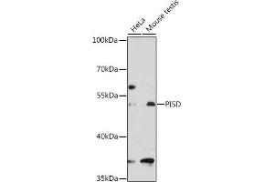 Western blot analysis of extracts of various cell lines, using PISD antibody (ABIN1682166, ABIN3019067, ABIN3019068 and ABIN6220697) at 1:3000 dilution. (PISD Antikörper  (AA 1-375))