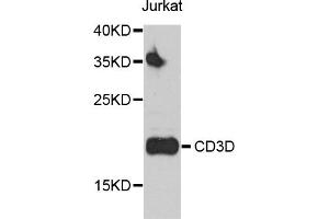 Western blot analysis of extracts of Jurkat cells, using CD3D antibody (ABIN5970580) at 1/500 dilution. (CD3D Antikörper)