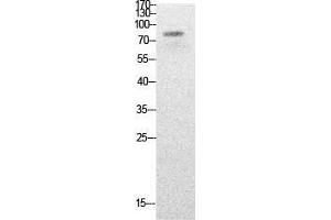 Western Blot (WB) analysis of HepG2 cells using Acetyl-PCAF (K428) Polyclonal Antibody. (KAT2B Antikörper  (acLys428))