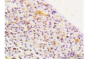 Formalin-fixed and paraffin embedded rat pancreas labeled with Rabbit Anti Integrin Alpha 3 + Beta 1 Polyclonal Antibody, Unconjugated  at 1:200 followed by conjugation to the secondary antibody and DAB staining (Integrin Alpha3, Beta1 (AA 976-1025) Antikörper)
