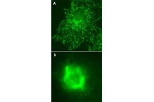 Immunofluorescent staining for (A) MAPRE3 over expressed COS-7 cells and (B) cell mitosis with MAPRE3 monoclonal antibody, clone KT36 . (MAPRE3 Antikörper)